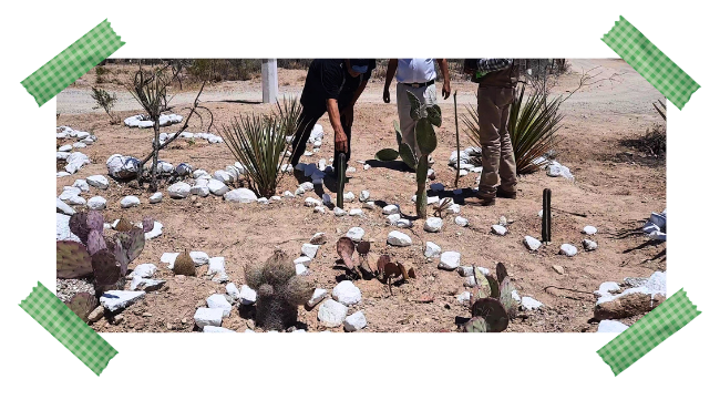 plantas del desierto Trabajo de campo y observación directa como parte de un proceso de aprendizaje y acompañamiento técnico.